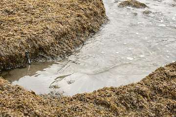 El alga invasora que está haciendo estragos en la zona del Estrecho de Gibraltar llega a la costa de Gran Canaria/TA.